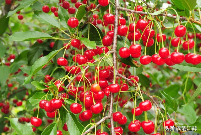 樱桃好吃树难栽完整故事,樱桃好吃树难栽家常版完整版