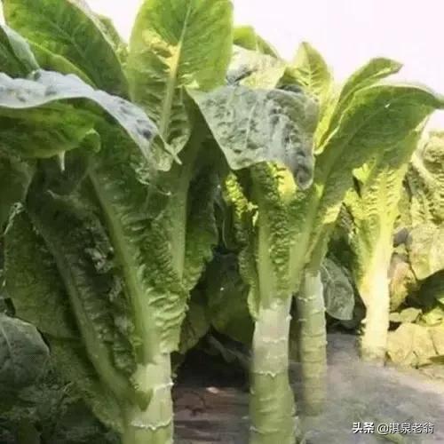 莴苣裂茎的原因,莴苣裂口用哪些药防治