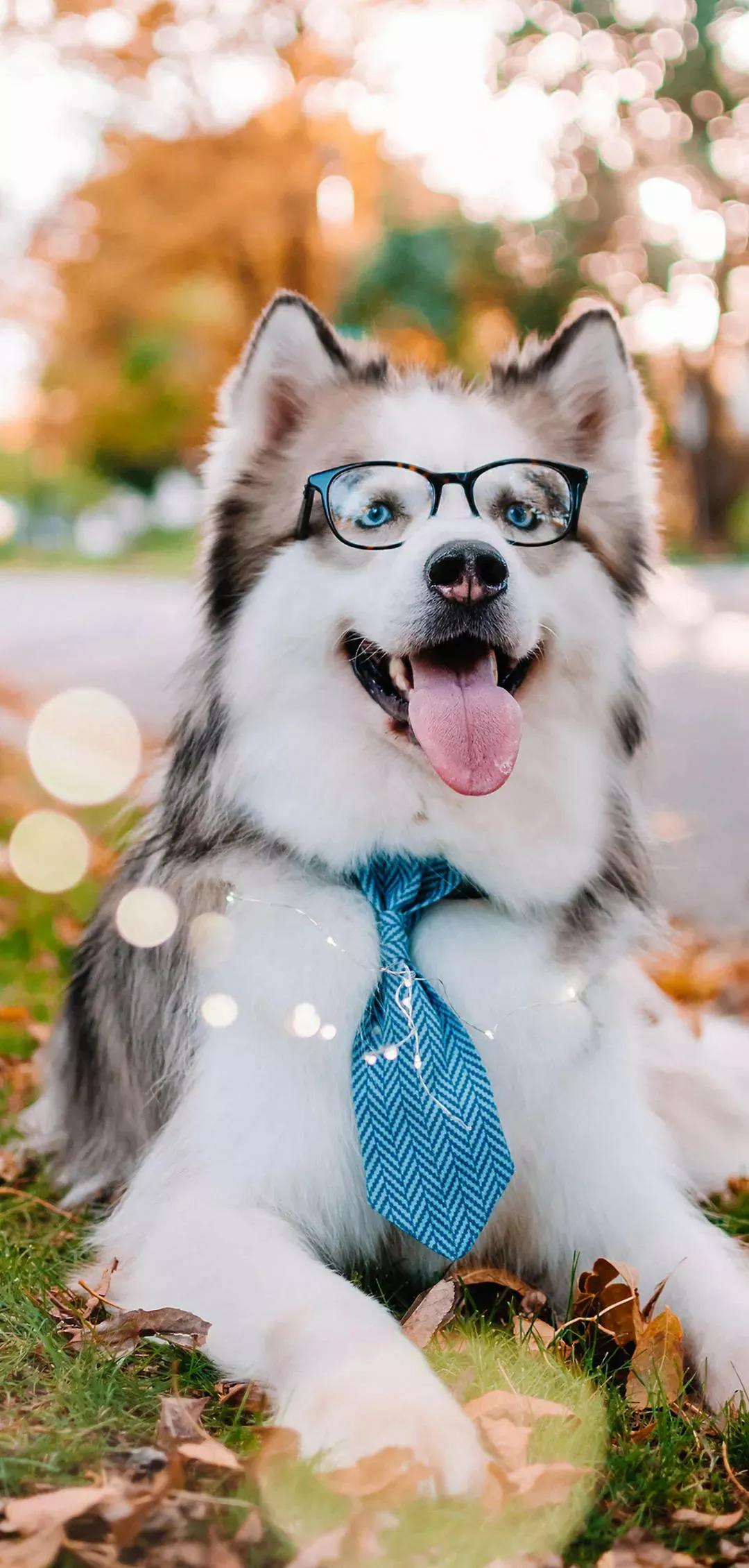 迪士尼可爱动物壁纸动态,可爱动物手机壁纸超清全面屏