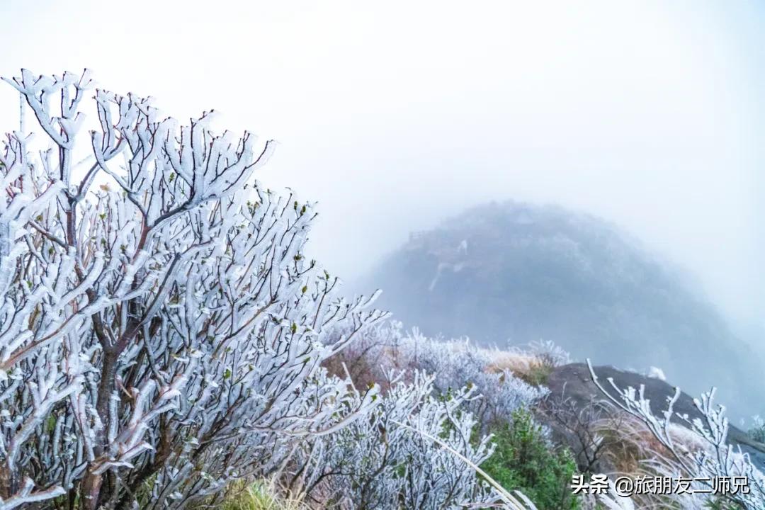 清远金子山旅游攻略看雾凇,广东金子山雪景旅游攻略
