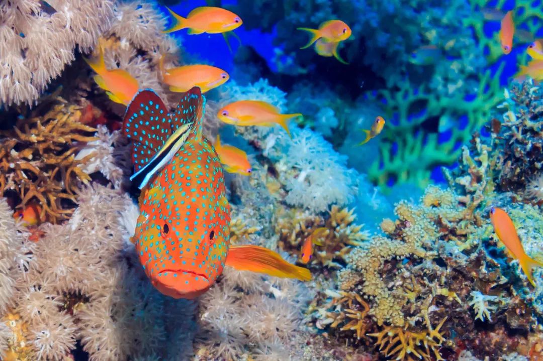 这些鱼都吃过，我是怎么活到现在的？！