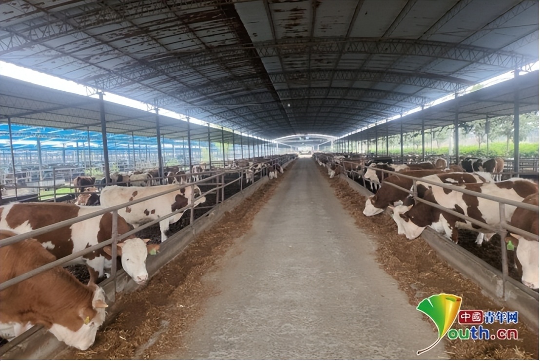 辛巴带领辛选团队埋头深耕助农事业，“牛”产业助农增收快致富