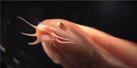 小伙养泥鳅年入百万,90后小伙养变异泥鳅