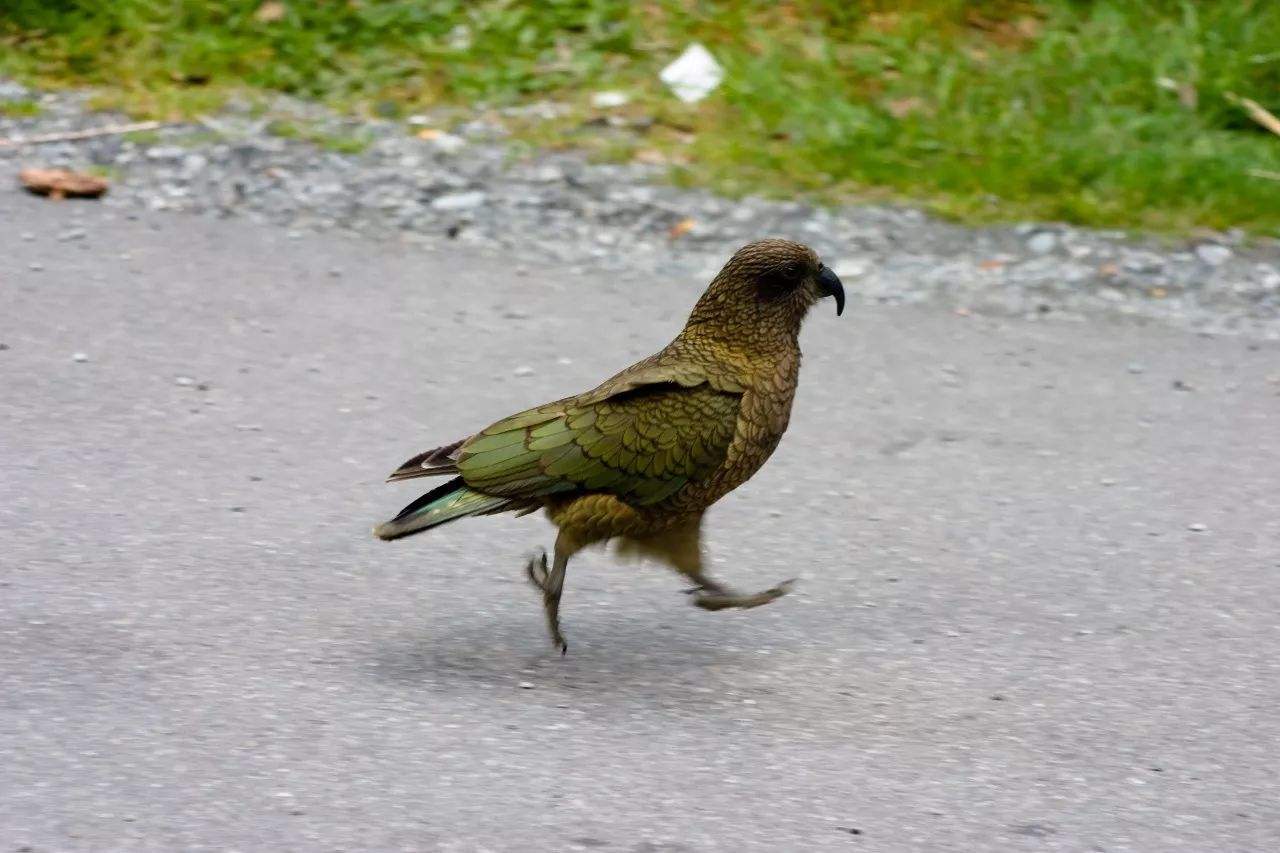 啄羊鹦鹉为什么不讨人喜欢,啄羊鹦鹉简介