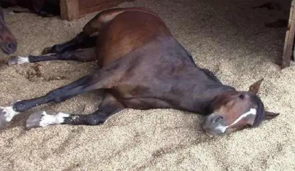 奥运会马术运动员摔死亡,奥运会马术比赛选手丧生