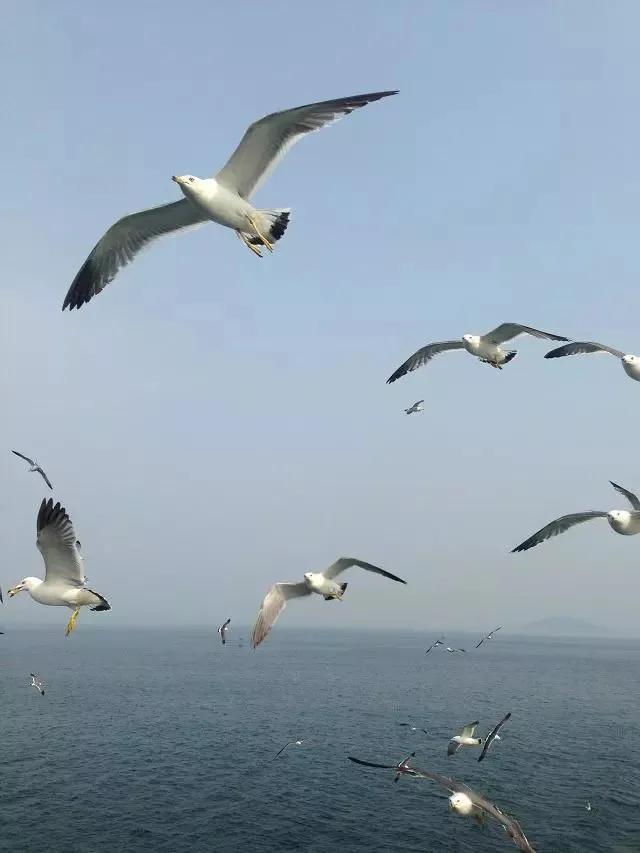 大连真的是一个很美丽干净的城市,大连是一个美丽的城市
