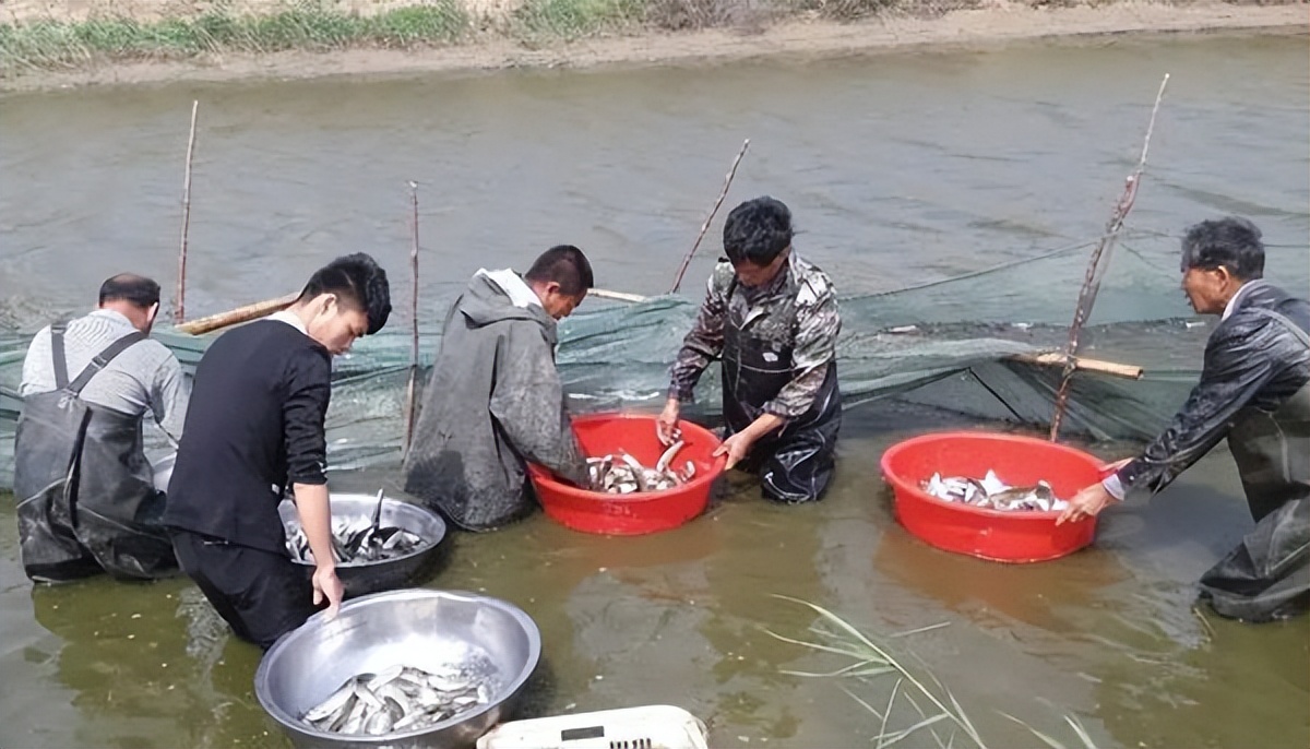 水霉病的症状及治疗方法,水霉病症状及防治