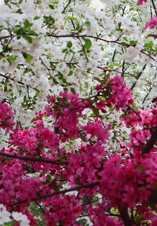 济南近郊旅游专线,济南开通的几条旅游线公交不错