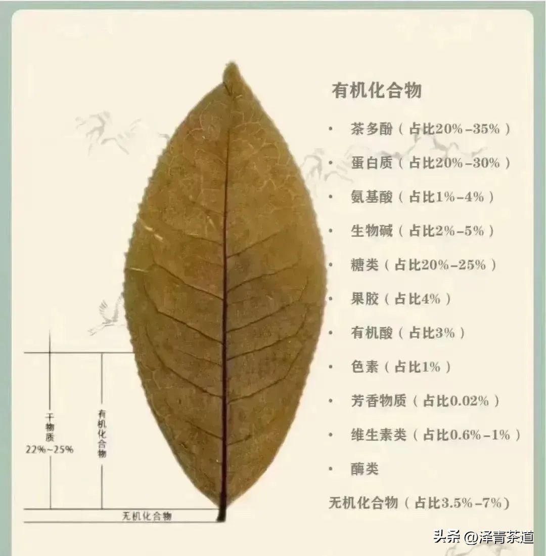 茶叶有哪些有益人体健康的成分,茶叶里含有糖类物质吗