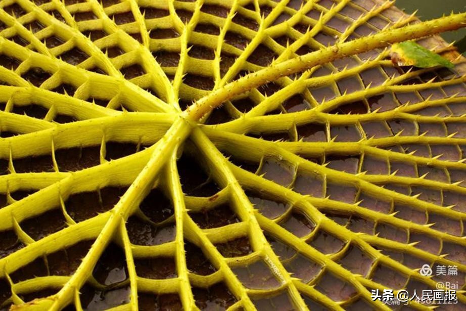 西双版纳中科院热带植物园王莲,在国家植物园畅游自然和古韵