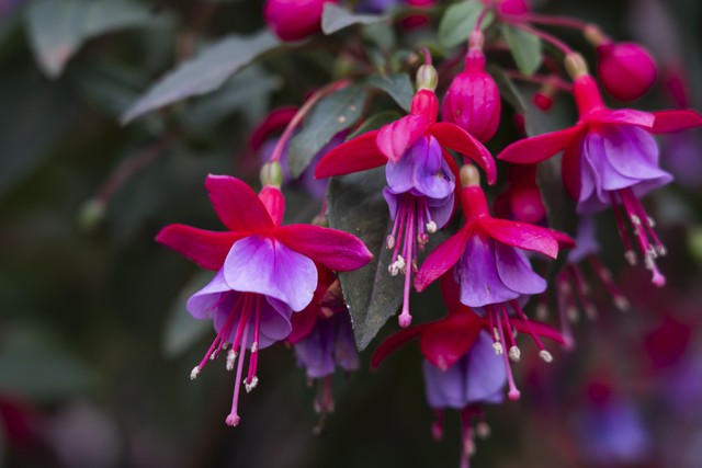 倒挂金钟绝美图片,探照灯倒挂钟