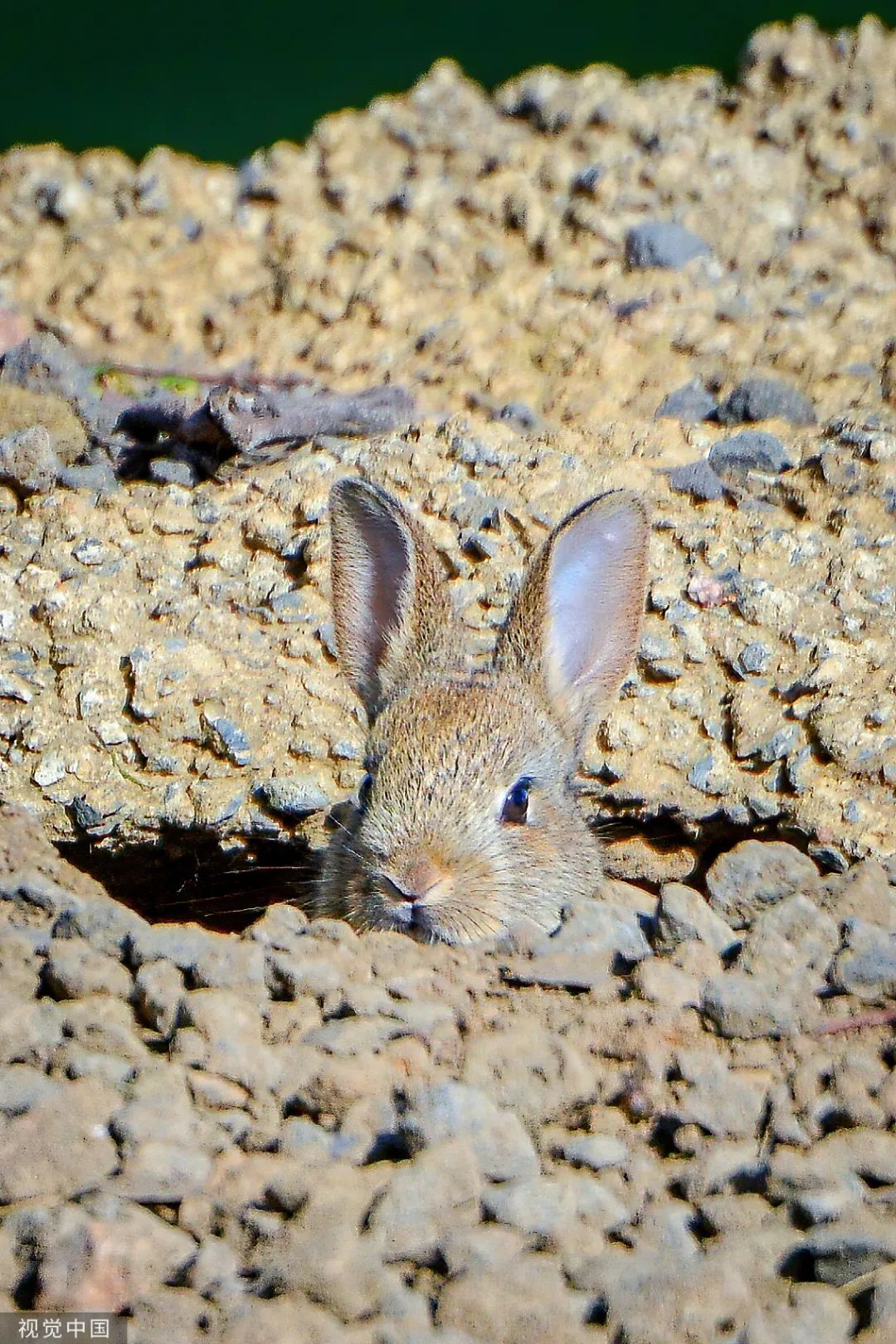 原来,你是这样的兔兔!