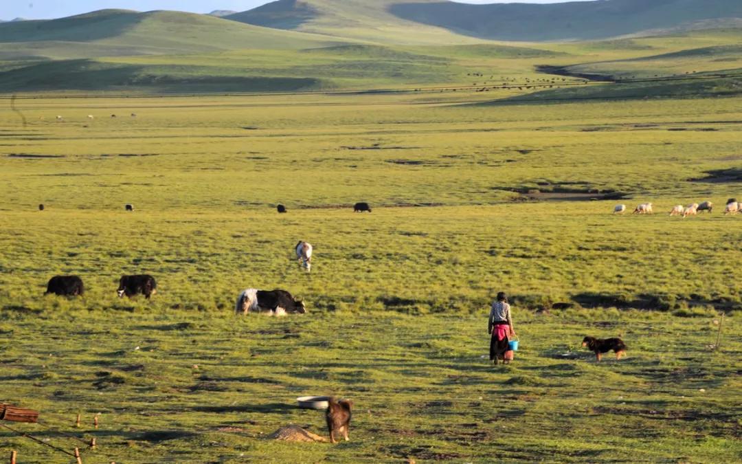 甘南的真正样子,甘南为什么划分甘肃