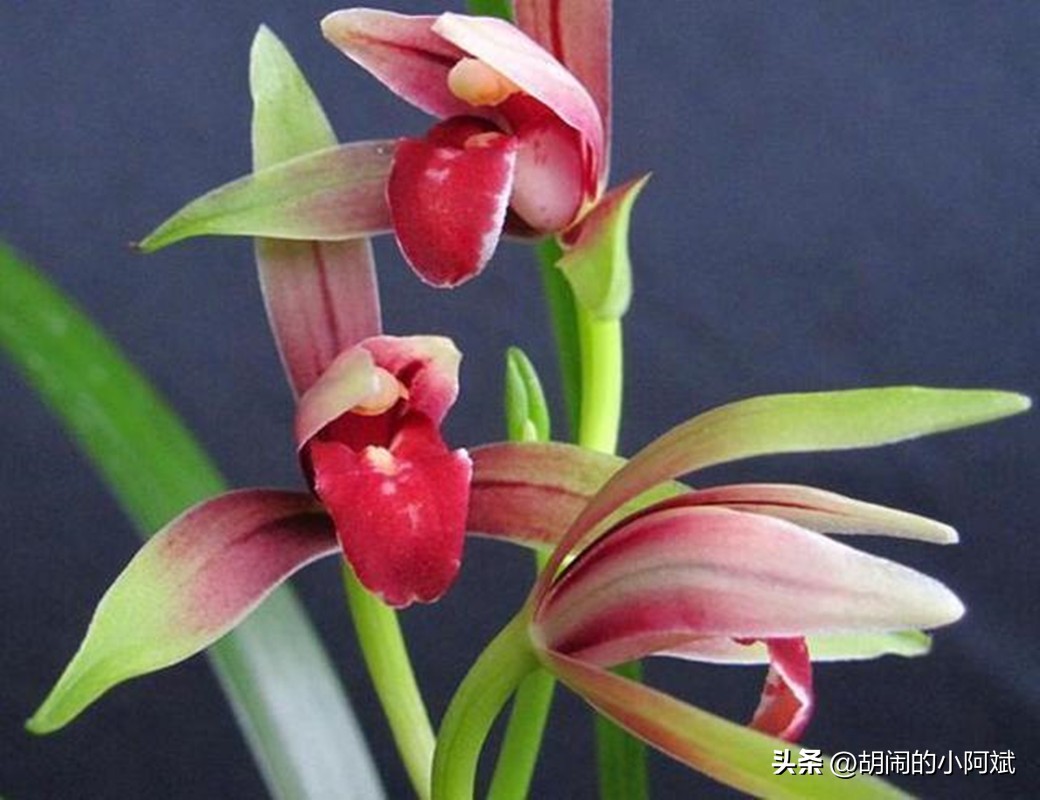 建兰八大经典品种,建兰八大名品哪个品种最香