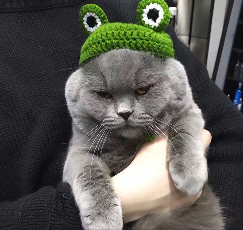 英短蓝猫为什么这么多人养,英短蓝猫真的适合养吗