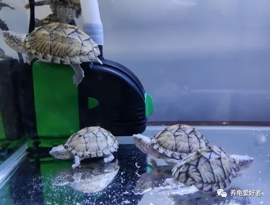 龟池清理粪便的动物,可以清除龟屎的生物