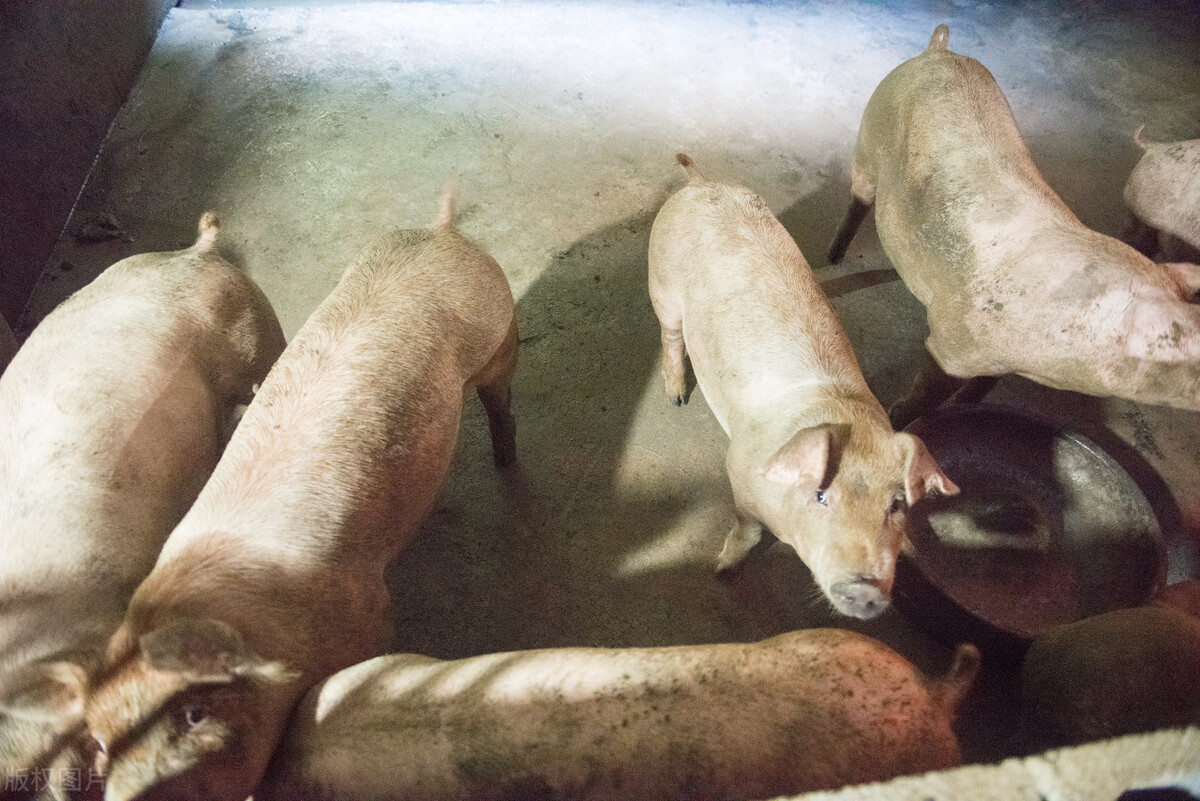 如何推算母猪的预产期,母猪预产期114天推算表