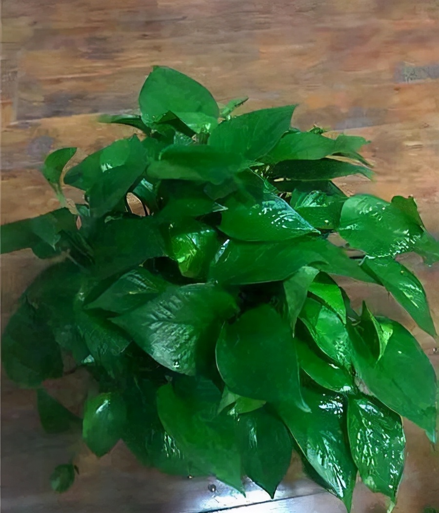 绿萝每月喂什么,绿萝的生活习性和喜好