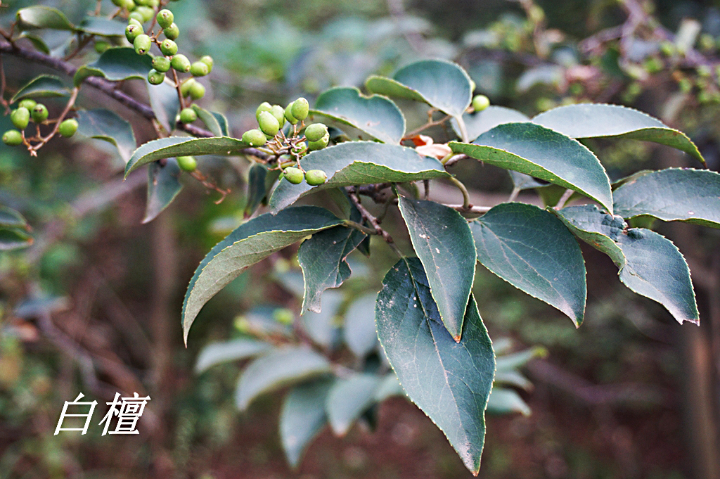 诗经中的伐檀,诗经伐檀是指哪里