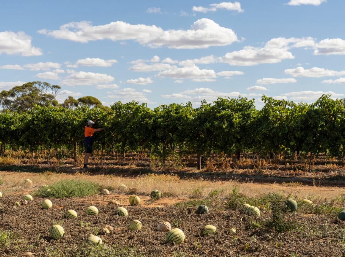 澳大利亚葡萄酒行业陷入危机,澳大利亚葡萄酒为什么反倾销