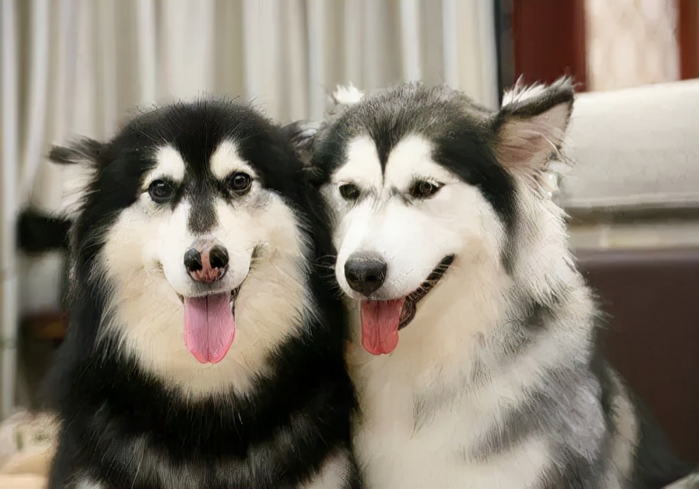 养狗须知狗狗不能吃什么,如何养宠物狗不吃饭