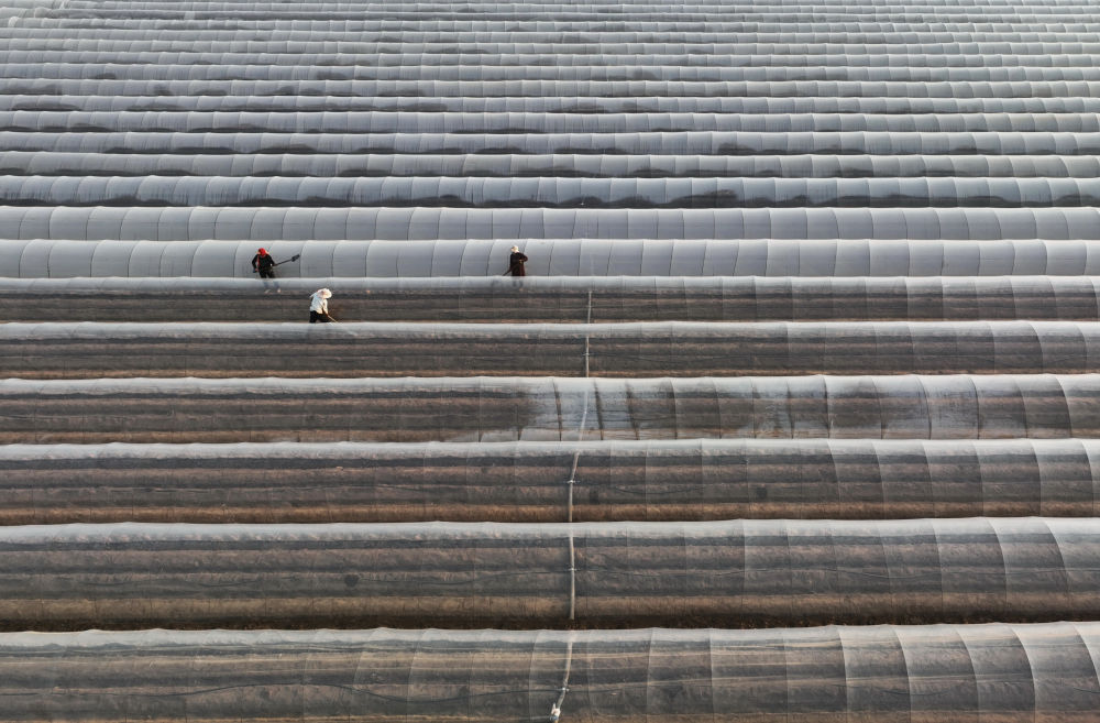 河北唐山生姜价格表,河北唐山冀东生姜之乡播种忙