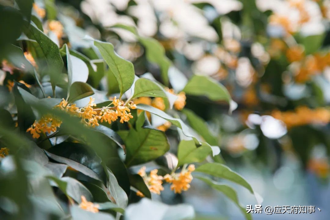 梧桐树寄托乡愁的诗句,关于南京的梧桐树文章