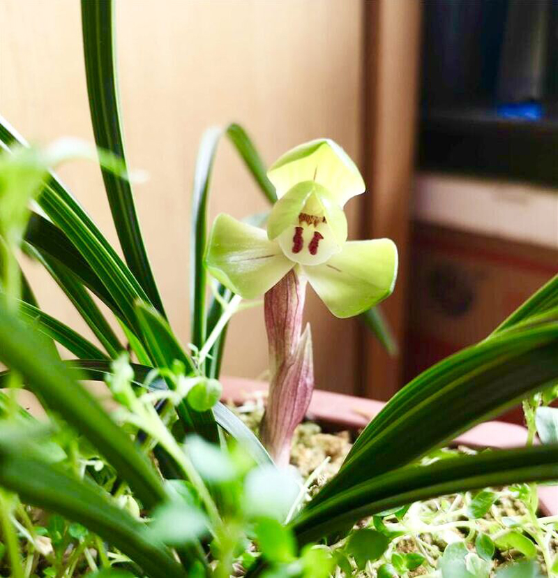 兰花老苗开花后第二年还能开花,兰花长期不分株