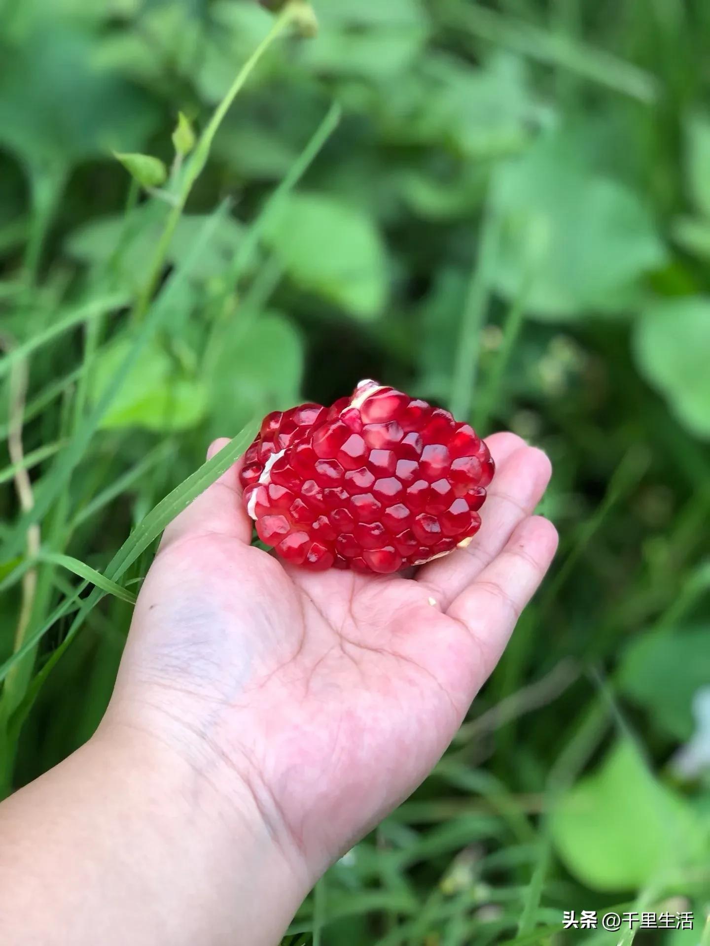突尼斯软籽石榴超级好吃,突尼斯软籽石榴不用吐籽就能吃