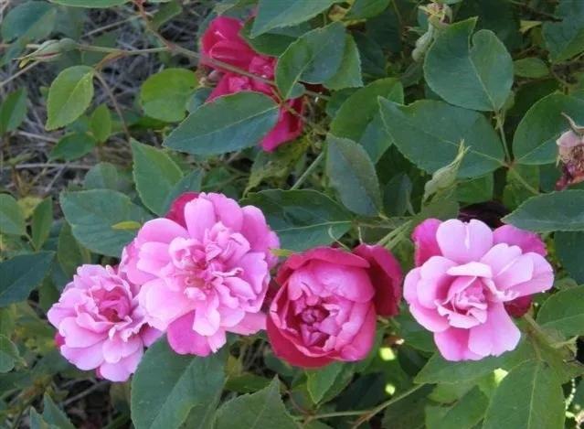 真正的中国古老月季,中国的古老月季