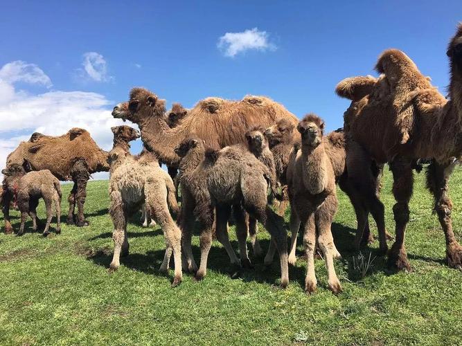了解骆驼奶,骆驼奶怎么样值得喝吗