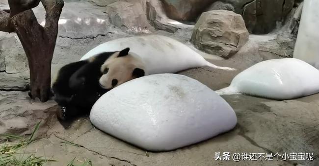 梅清大熊猫小时候去长隆视频,大熊猫梅清短腿