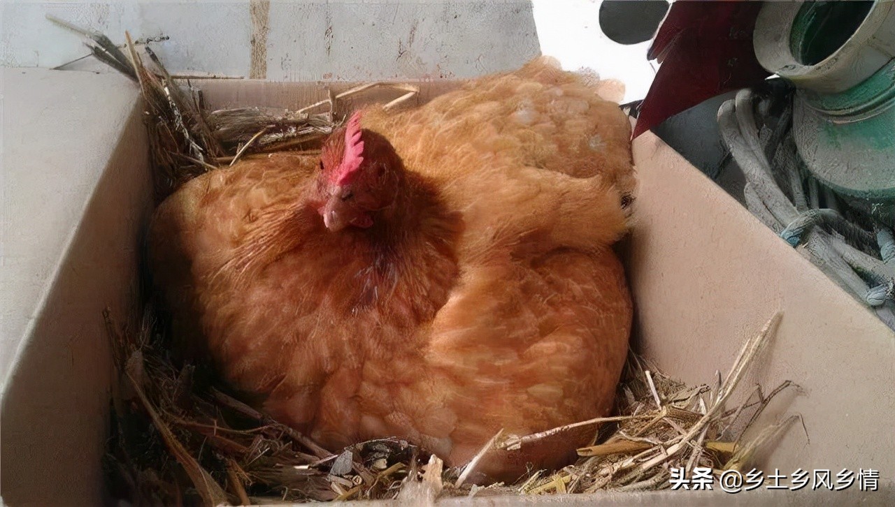 小鸡孵化器制作简单不用电灯泡,如何用电灯泡制作小鸡孵化器