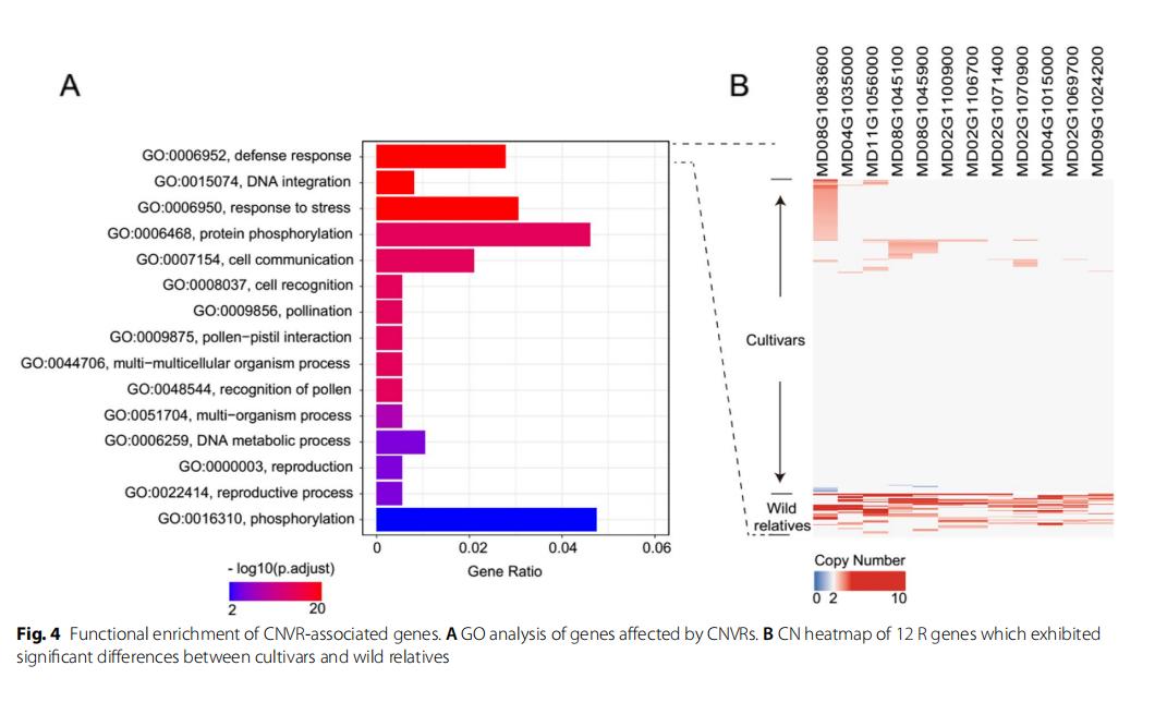 对不同苹果种群，进行拷贝数变异综合分析，CNVs综合图谱有何特点