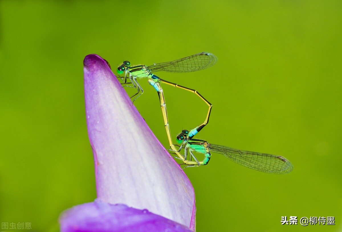 如何拍荷花才不俗,拍摄荷花忌讳