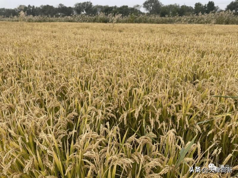 农民靠种地年收入达到3万,盐碱地增收