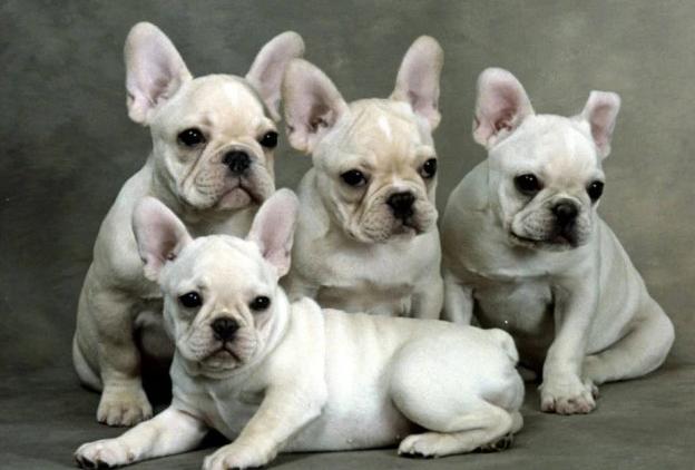 法斗犬身上黑斑点太多怎么办,法斗犬头部开白啥原因