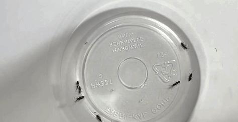 在卧室造一片弱肉强食的危险雨林，会打雷还真的会下雨