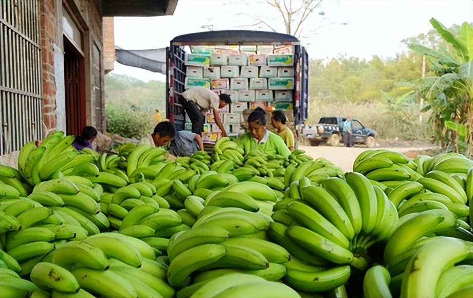 菲律宾榴莲获准对华出口,菲律宾希望扩大对中国的榴莲出口