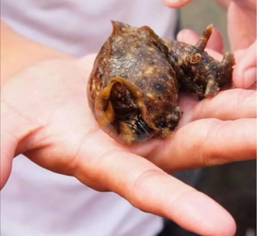 莆田海产近期不能吃吗,紧急提醒多人食用后中毒无特效药