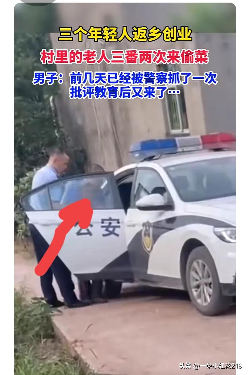 你说咋处理？三名青年返乡创业，贫穷老人几次三番背着背篼来偷