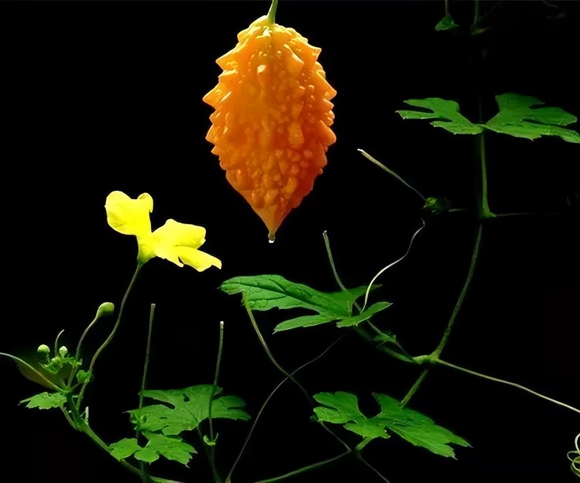 嘴里发苦是上火的原因么,上火了嘴里苦怎么办