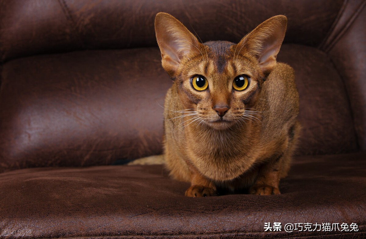 养猫感觉喉咙有毛,养猫感觉屋里味道难闻有危害