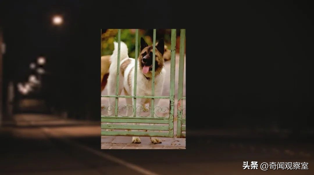 辛普森案真相解析,辛普森案真相解密