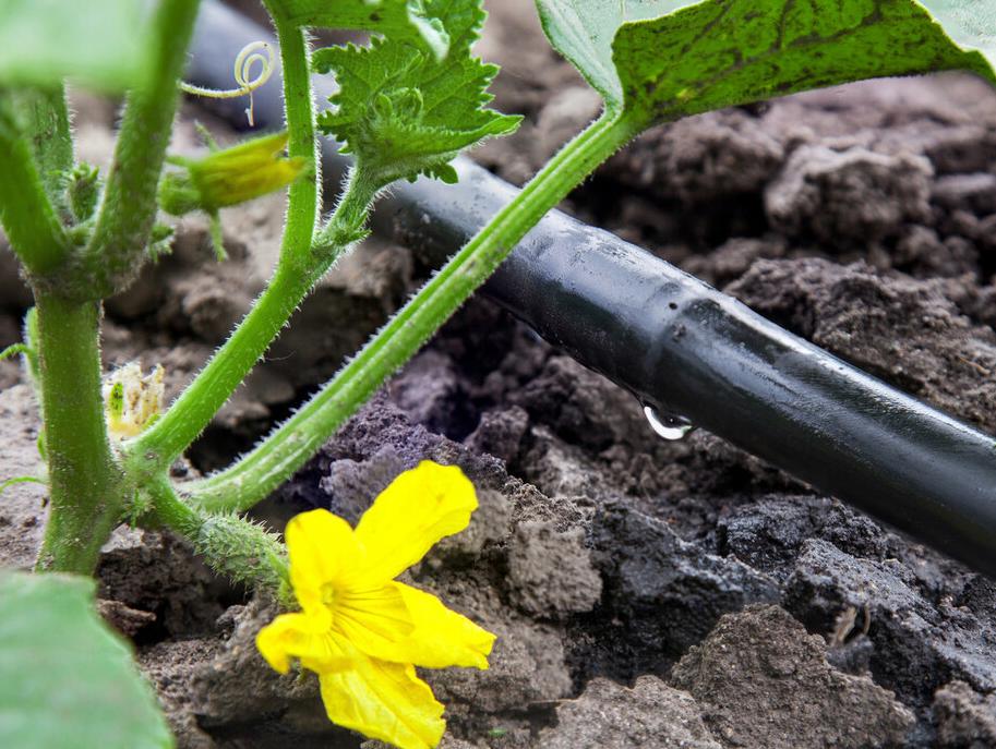 黄瓜种植技术瓜打顶,黄瓜连续结瓜的种植技巧