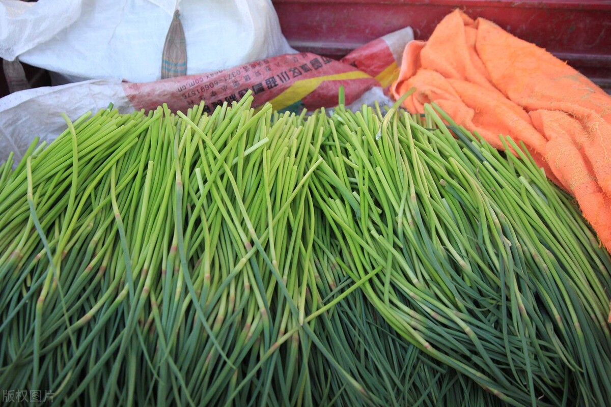 蒜苔新价,大蒜蒜苔最新报价