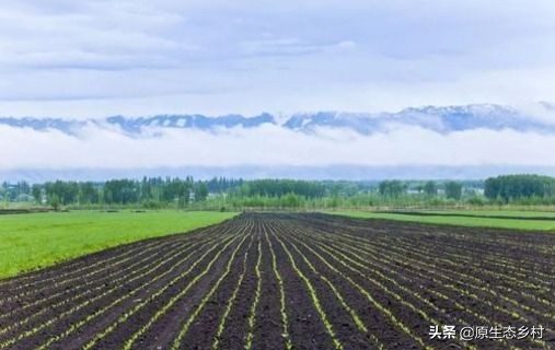 乌克兰粮食危机给我们的启示,乌克兰粮食背后资本