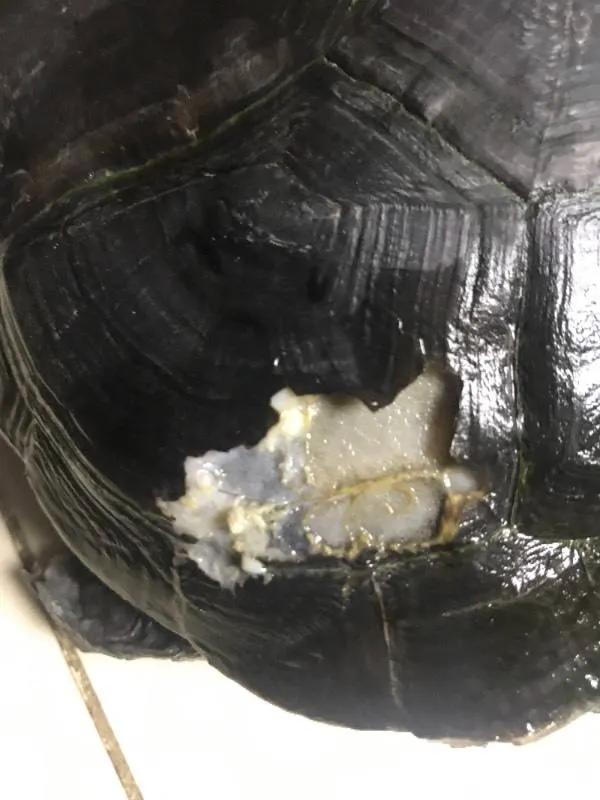 乌龟脱壳的注意事项,乌龟脱壳时会张嘴呼吸不吃东西吗