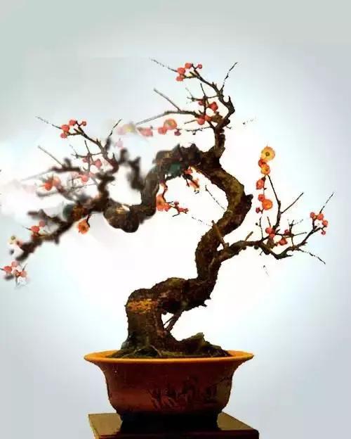 梅花老桩盆景,梅花盆景制作