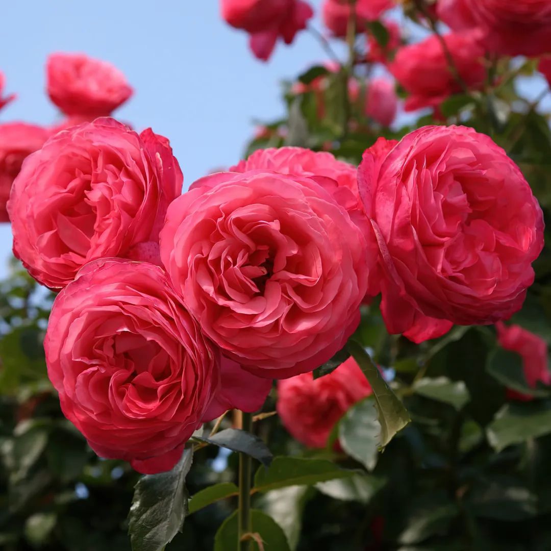 比较鲜又好养的月季品种,最值得养的大花浓香月季品种